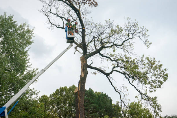 Best Tree Risk Assessment  in Altamonte Springs, FL