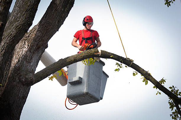 Best Arborist Consultation Services  in Altamonte Springs, FL